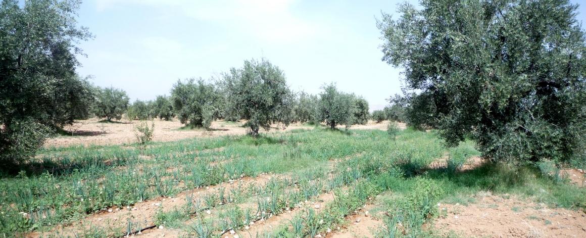 Culture d’oignons associée à des oliviers, dans la région de Sidi Bouzid en Tunisie © S. Dury, Cirad
